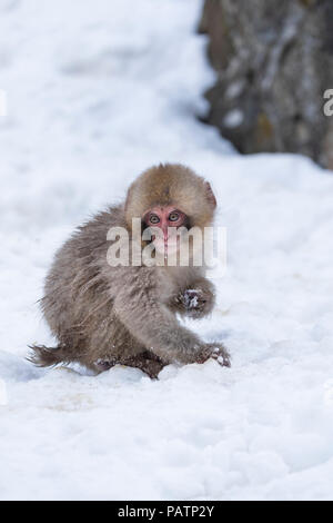 Japan, Honshu, Präfektur Nagano, Jigokudani Monkey Park. Japanische macaque aka Schnee Affe oder Nihonzaru (Macaca fuscata) im Schnee. Stockfoto