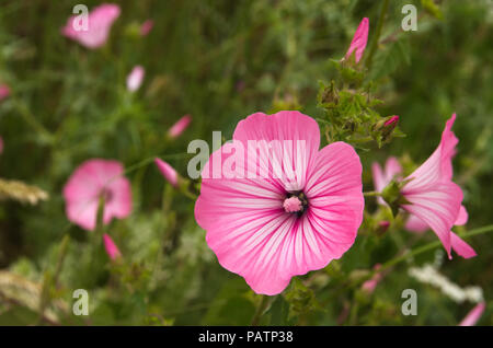 Jährliche Malve, rose Mallow oder Royal Mallow (Lavatera trimestris) leuchtend rosa Blüten. Eine wilde Pflanze der Malvaceae Familie. Naturparks Arrabida, Portugal Stockfoto