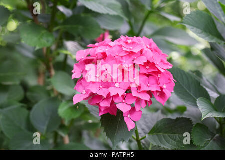 Hydrangea Macrophylla 'Leuchtfeuer'. Stockfoto