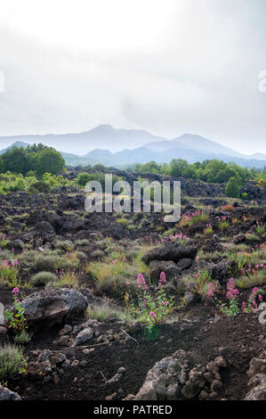 Wilde Blumen wachsen aus erstarrte Lava mit dem Ätna im Hintergrund, auf der nördlichen Seite des Vulkans, Sizilien. Stockfoto