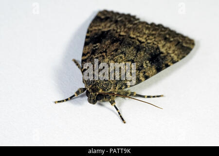 Makro Foto von Kupfer der Svensson underwing Motte Stockfoto