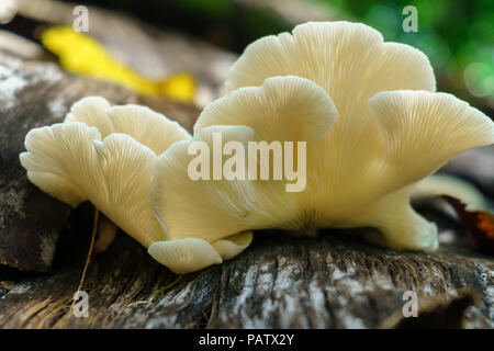 Weiß Oyster mushroom auf dem Baum in der Nähe, das natürliche Wachstum von Pilzen Stockfoto