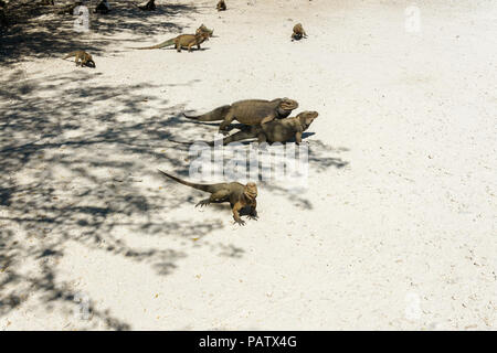 Gruppe von Grau wild Leguane in die Wilde Stockfoto