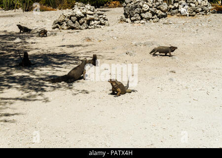 Gruppe von Grau wild Leguane in die Wilde Stockfoto