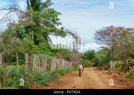 Zwei Pferde zu Fuß auf einem Feldweg in einer ländlichen tropischen Bereich Stockfoto