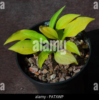 Natürlich Hosta im Topf bereit, der Gärtner für das Einpflanzen und ist Teil der nationalen Sammlung von kleine und kleinste Hostas zu gehen gewachsen Stockfoto