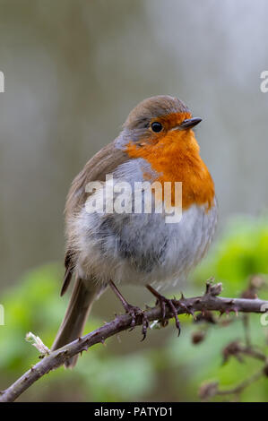 Rotkehlchen (Erithacus Rubecula) Stockfoto