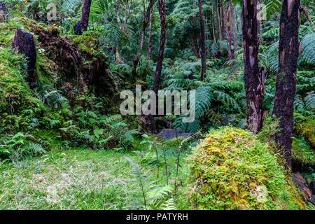 Caldeira Velha Wasserfall und Pool auf Sao Miguel - Azoren, Portugal. Stockfoto