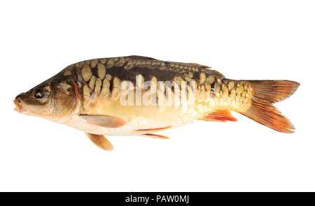 Fluss Fisch Spiegelkarpfen auf weißem Hintergrund Stockfoto