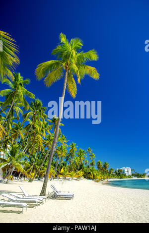 Leere schönen karibischen Strand mit weißem Sand und hohen Palmen. Dominikanische Republik Stockfoto