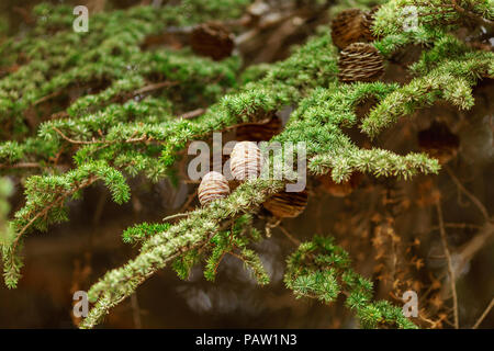 Braun Stösse auf grünen Zweig Fichte, natürlichen Hintergrund Stockfoto