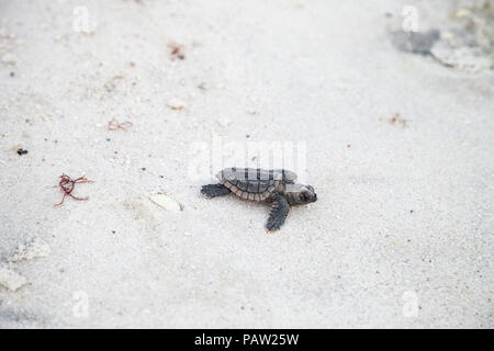 Hatchling" Baby Meeresschildkröten Caretta caretta Aufstieg aus dem Nest und ihren Weg zum Meer in der Dämmerung auf Clam Pass Strand in Naples, FL machen Stockfoto