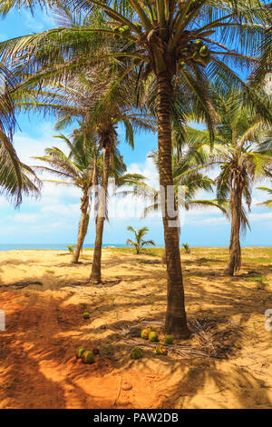 Palmen und Sand wachsen auf den Ozean Stockfoto
