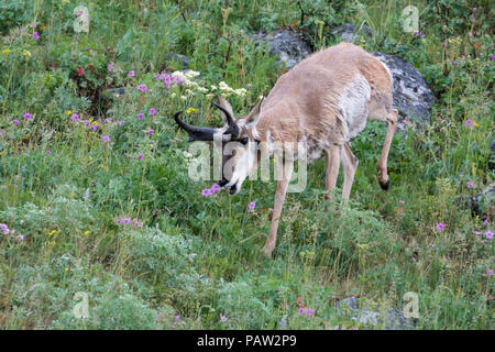 Pronghorn essen Blumen, Wyoming USA Stockfoto