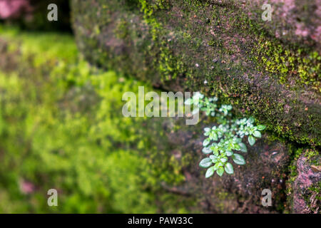 Nahaufnahme der kleine Baum mit Moos auf alte Mauer. Stockfoto