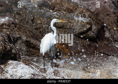 Nach Silberreiher, Ardea alba, Angeln im Isla San Pedro Martir, Baja California, Mexiko. Stockfoto