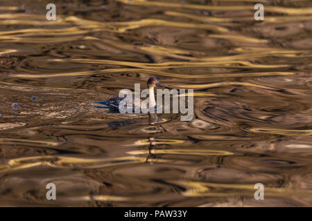 Nach western grebe, Aechmophorus occidentalis, Isla Rasa, Baja California, Mexiko. Stockfoto