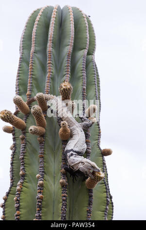 Nach San Esteban stacheligen-tailed Leguan, Ctenosaura conspicuosa, Essen cardon Kaktus Blume, Baja California, Mexiko. Stockfoto