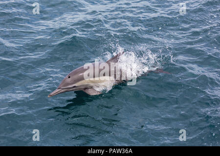 Lange-beaked Common dolphin, Delphinus capensis, Isla San Marcos, Baja California Sur, Mexiko. Stockfoto