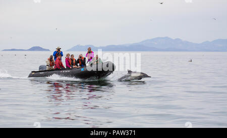 Lange-beaked Common dolphin, Delphinus capensis, mit Sternzeichen, Isla San Lorenzo, BCS, Mexiko. Stockfoto