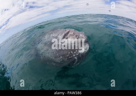 Nach California Grauwale, Eschritius robustus, auftauchen in der San Ignacio Lagoon, Baja California Sur, Mexiko. Stockfoto