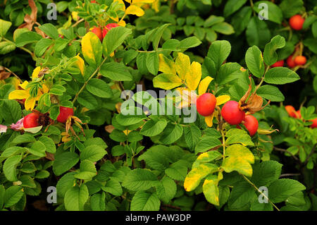 Tomaten wie Hüften von Rosa rugosa nach Regen im Sommer Tag Stockfoto