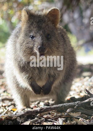 Die glücklichsten Tier auf Erden: Quokka, Setonix brachyurus auf Rottnest Island, Perth, Western Australia Stockfoto