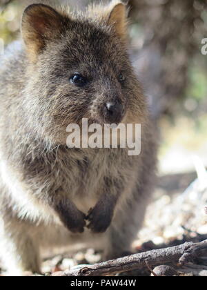 Die glücklichsten Tier auf Erden: Quokka, Setonix brachyurus auf Rottnest Island, Perth, Western Australia Stockfoto