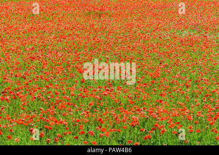 Ein Feld mit Mohnblumen in voller Blüte unter einem hellen Sonnenschein. Stockfoto