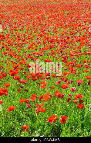 Ein Feld mit Mohnblumen in voller Blüte unter einem hellen Sonnenschein. Stockfoto