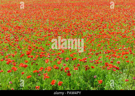 Ein Feld mit Mohnblumen in voller Blüte unter einem hellen Sonnenschein. Stockfoto