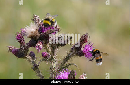 Slieve Croob, Dromara Hügel, County Down, Nordirland. 24. Juli 2018. UK Wetter - einen warmen angenehmen Nachmittag mit sonnigen Perioden, südwestlicher Wind. Insekten, Nektar sammeln von a Thistle. Quelle: David Hunter/Alamy Leben Nachrichten. Stockfoto