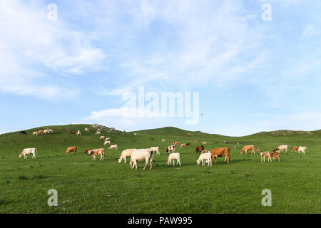 Xilingol in China Autonome Region Innere Mongolei. 23. Juli 2018. Rinder grasen auf Grünland in Xilingol, North China Autonome Region Innere Mongolei, 23. Juli 2018. Credit: Liu Lei/Xinhua/Alamy leben Nachrichten Stockfoto