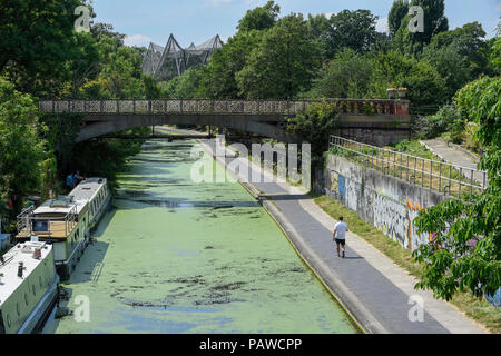 London, Großbritannien. 25. Juli 2018. UK Wetter - Wasserlinsen bedeckt das Wasser auf das Regent's Canal. Das Unkraut wächst üppig bei heißem Wetter und wird zu einem Problem für Fische und andere Wasserorganismen wie die Wasserlinsen reduziert den Sauerstoffgehalt im Wasser. Die Prognose ist für Temperaturen bis Ende der Woche Förderung mehr Wachstum auf 35 C zu steigen. Credit: Stephen Chung/Alamy leben Nachrichten Stockfoto