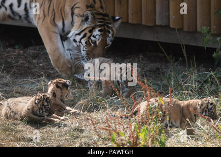 Whipsnade, UK. 25. Juli 2018. Vier gefährdeten Amur tiger Cubs, vor einem Monat bei ZSL Whipsnade Zoo geboren, gesehen spielen außerhalb ihrer Höhle. Credit: Amanda Rose/Alamy leben Nachrichten Stockfoto