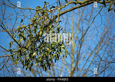 Mistel (Viscum album) zunehmend als eine große Kugel auf einem Baum mit einem Hintergrund des blauen Himmels und andere Bäume. Stockfoto