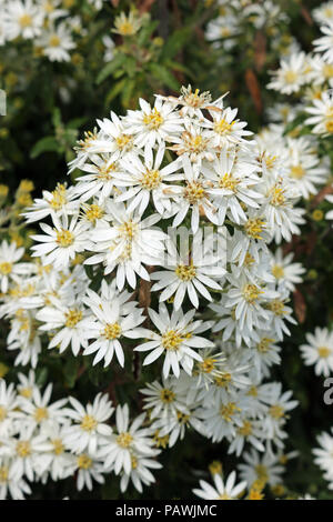 Scilly daisy Bush (Olearia x scilloniensis) in voller Blüte mit einem Hintergrund der Blätter der Pflanze. Stockfoto