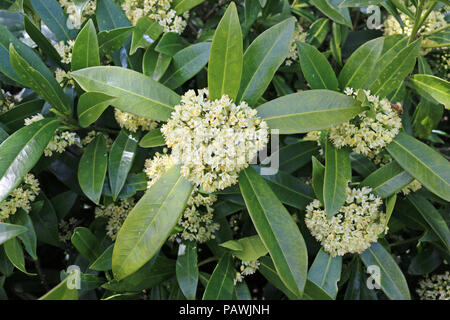 Blühende spikes Der Skimmia x confusa Kew Green immergrüne Pflanze in voller Blüte mit Blättern und Blüten der gleichen Pflanze im Hintergrund. Stockfoto