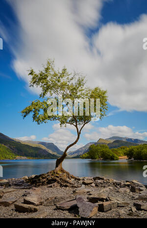 Der einsame Baum am Llyn Padarn an einem hellen Sommertag mit den Wolken ziehen über den Himmel, Llanberis, Snowdonia National Park, Wales, Großbritannien Stockfoto