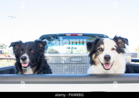 Happy Australian Shepherd Hunde im Rücken der Pick-up-Truck warten Für ihren Besitzer zurückzukehren Stockfoto