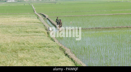 Drei Jungen uniformierten Jungen in einem Reisfeld, Nordkorea Stockfoto