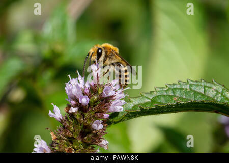 Bee Pollen sammeln Auf einem mint Blume Stockfoto