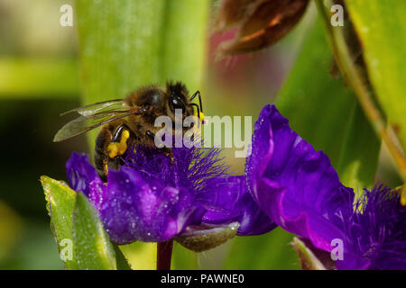 Biene sammelt Pollen aus einem violetten ephemere Blume Stockfoto