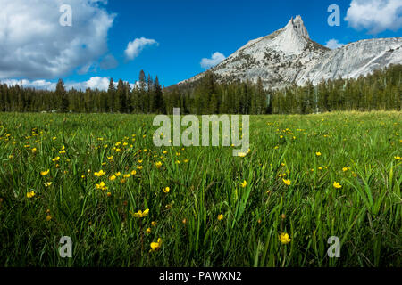 Gelbe Butterblume Blumen in einem üppigen, grünen Wiese unter Cathedral Peak - Tioga Pass, Yosemite Nationalpark Stockfoto