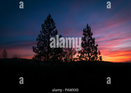 Pine Tree Silhouetten mit einem spektakulären, bunte Sierra sunrise - Yosemite National Park Stockfoto