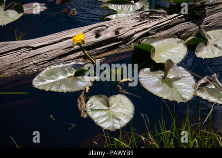 Floating Flower in Alpine Moskito Seen - Pazifik Grad Gipfel auf der Autobahn 4, Kalifornien Stockfoto