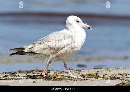 Europäische Silbermöwe, Larus argentatus, Fischland, Deutschland Kinder Möwe zu Fuß am Sandstrand Stockfoto