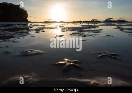 Multiple starfish scattered on a Philippine beach during a low tide sunset - Malapascua Island Cebu - Philippines Stockfoto