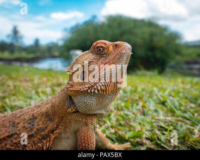 Eine orange Bartagamen starrt auf die Kamera von der Stange auf dem Gras. Stockfoto