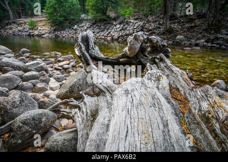 Eine knorrige toter Baum Legt entlang der Stein übersäten Merced River Bed, gerade aus dem Nebel Trail im Yosemite National Park Stockfoto